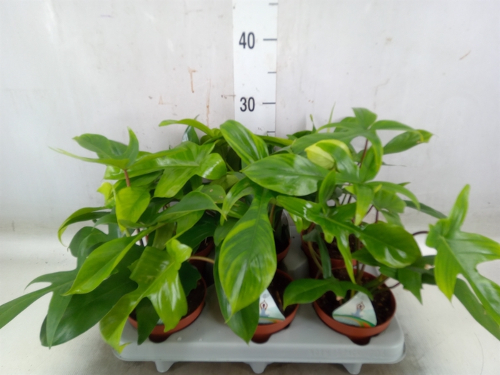 <h4>Philodendron   ...</h4>
