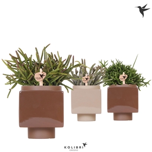 Kolibri Greens Rhipsalis mix in Cube pot brown mix