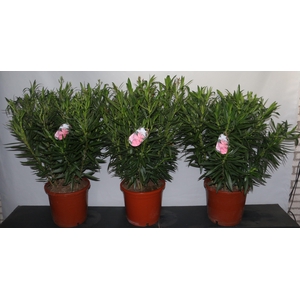 NERIUM OLEANDER OV