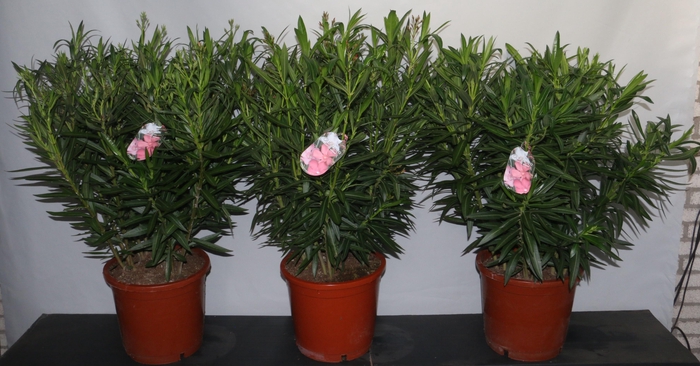<h4>NERIUM OLEANDER OV</h4>