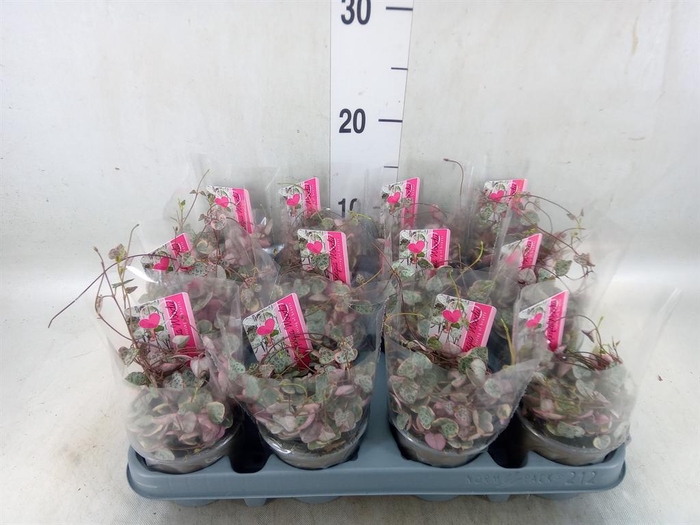 <h4>Ceropegia woodii 'Variegata'</h4>
