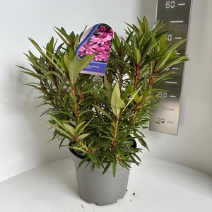 Rhododendron ponticum 'Graziella'
