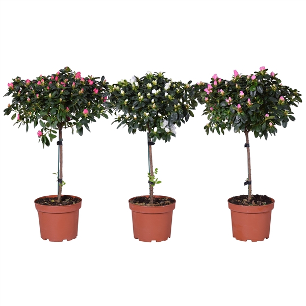 <h4>Azalea Vogel op stam gemengd 19cm</h4>