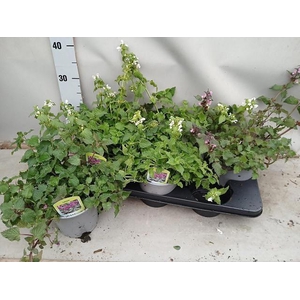 LAMIU MA PINK PEWTER