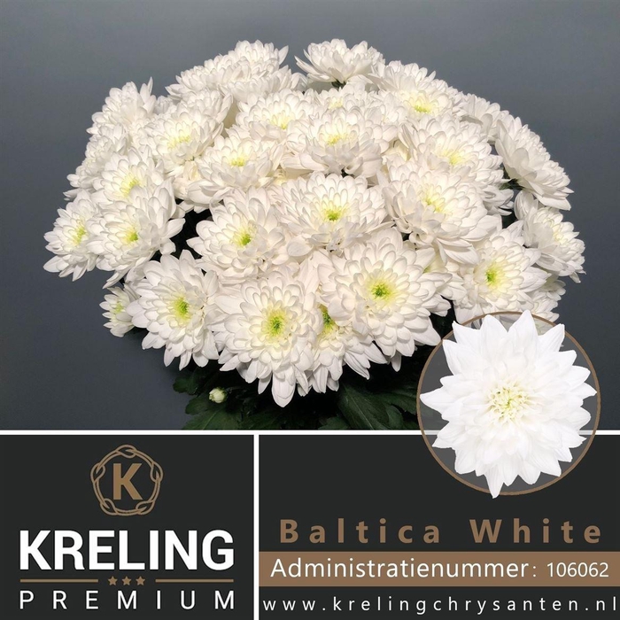 <h4>Chr T Baltica</h4>