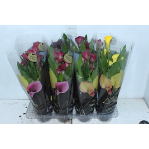 CALLA COLORIDA P14 PREMIUM