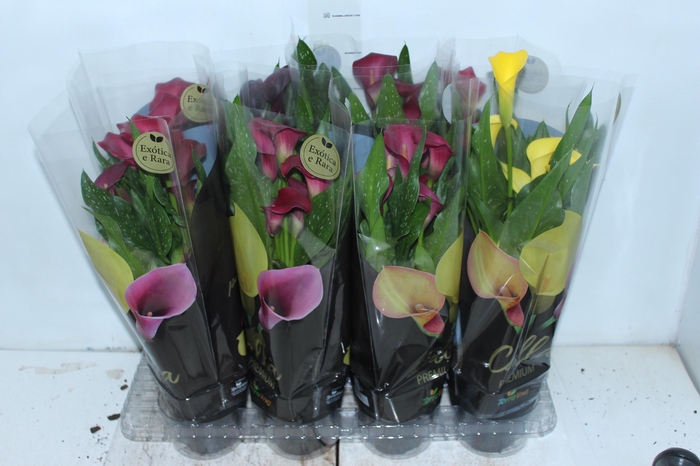 <h4>CALLA COLORIDA P14 PREMIUM</h4>