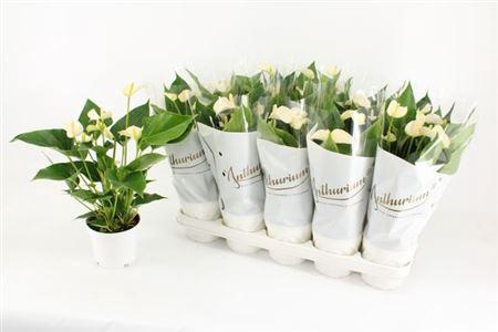 <h4>Anthu An White Champ 5+</h4>