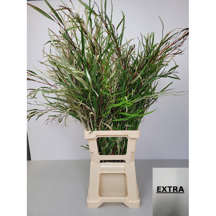 <h4>EUC GREVILLEA PB EXTRA</h4>