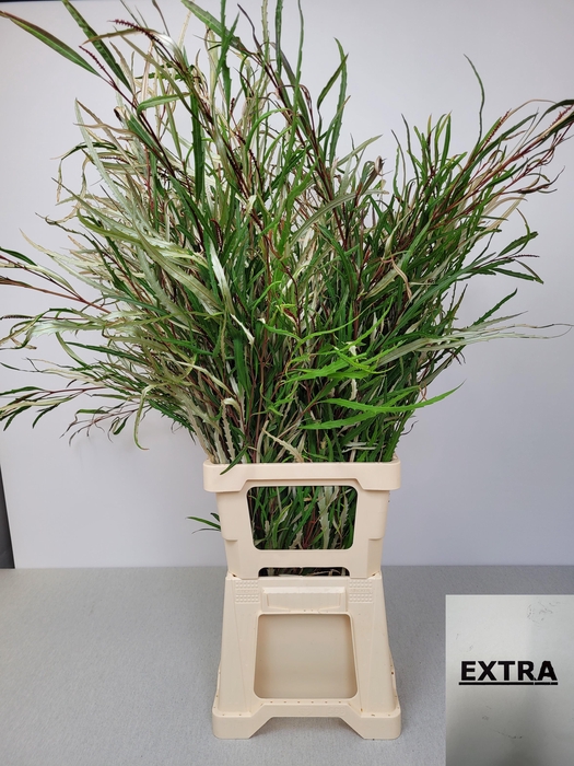 EUC GREVILLEA PB EXTRA