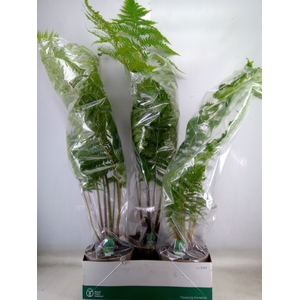 Cyathea australis