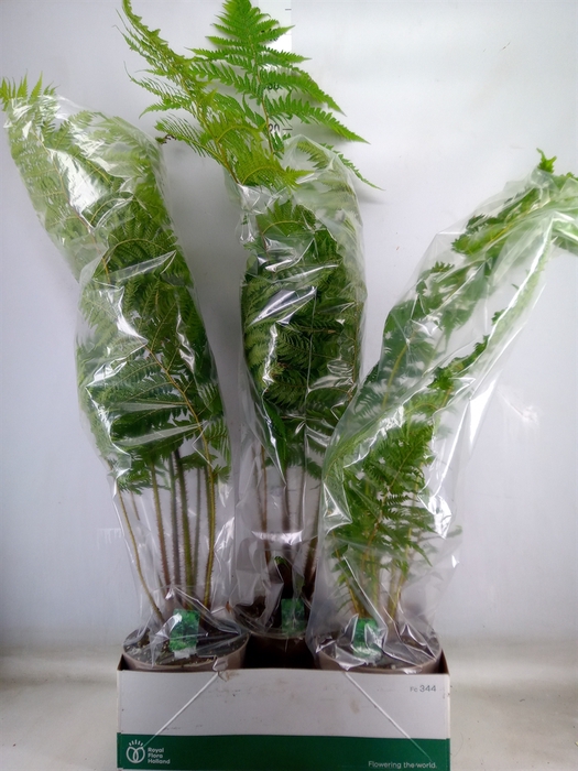 <h4>Cyathea australis</h4>