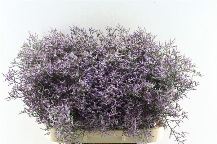 <h4>Lim Saf Lilac</h4>