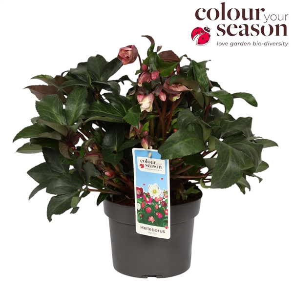 <h4>Helleborus Angel Glow P19</h4>