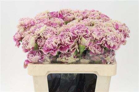 <h4>Di St Std Antiqua</h4>