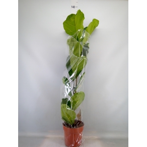 Ficus lyrata