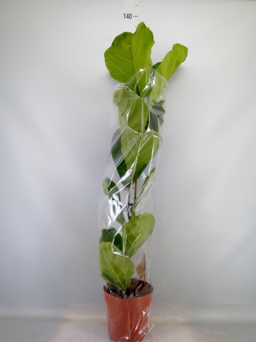 <h4>Ficus lyrata</h4>
