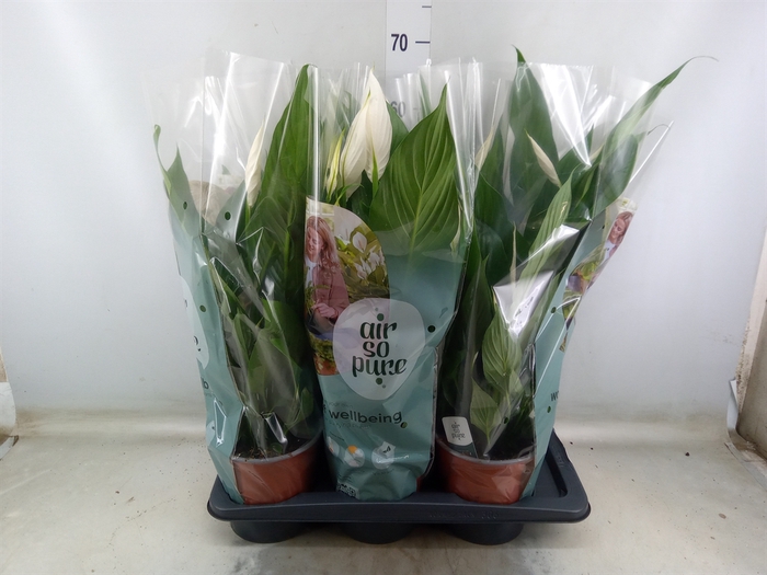 <h4>Spathiphyllum  'Bingo Cupido'</h4>