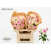 Rosa Spray Gelato