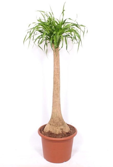 <h4>Beaucarnea recurvata</h4>