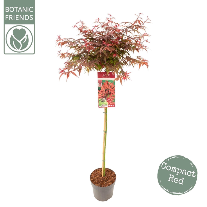 <h4>Acer palmatum Shaina</h4>