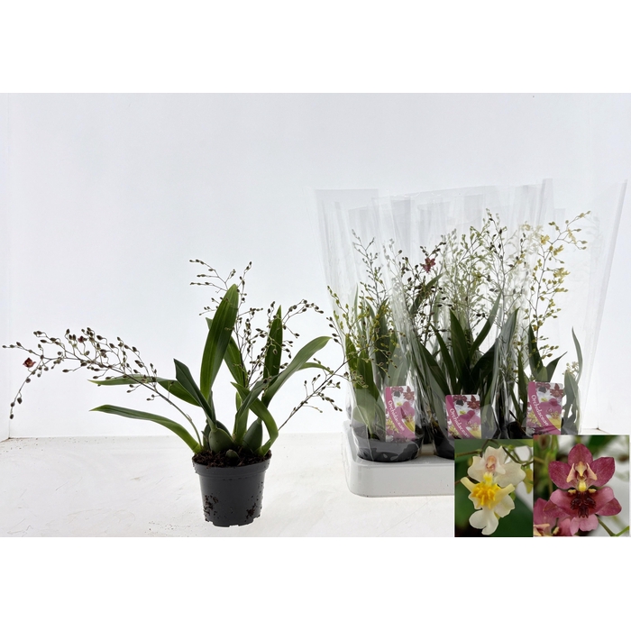 <h4>ONCIDIUM OV</h4>