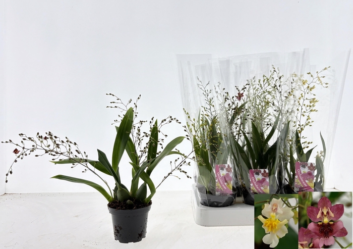 <h4>ONCIDIUM OV</h4>