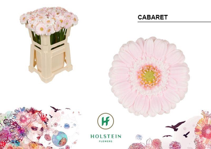 <h4>GERMINI CABARET</h4>