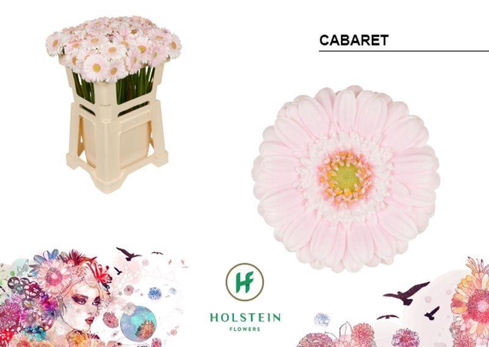 <h4>GERMINI CABARET</h4>
