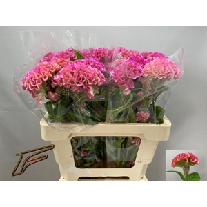 CEL C PINK DELIGHT