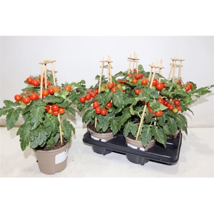 Tomatenplanten