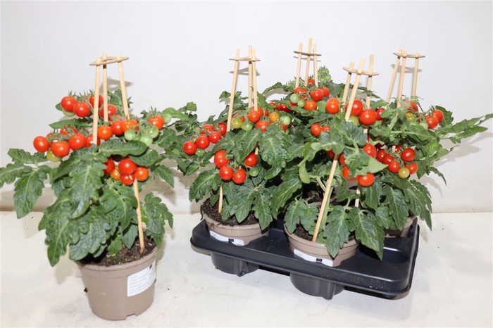 <h4>Tomatenplanten</h4>