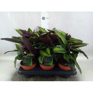 Calathea  'Beautystar'