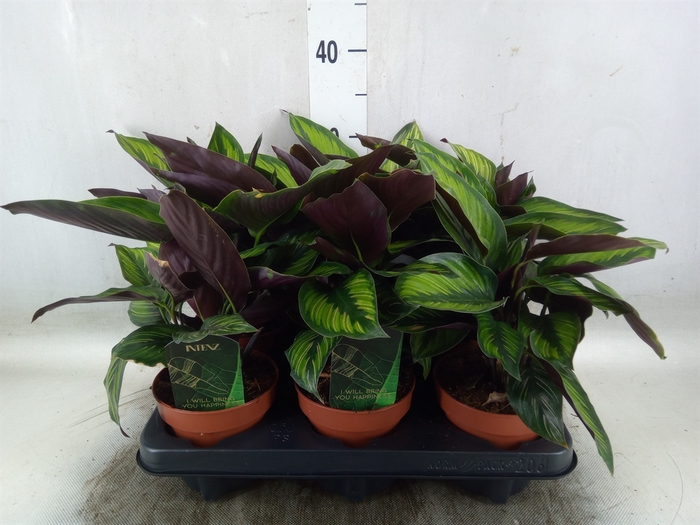 <h4>Calathea  'Beautystar'</h4>