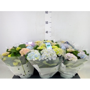 Hydrangea mac. 'Magical Revolution'