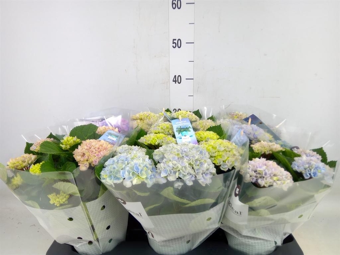 <h4>Hydrangea mac. 'Magical Revolution'</h4>