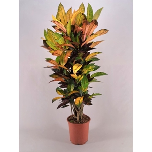 Codiaeum var. KL 'Mrs Iceton'