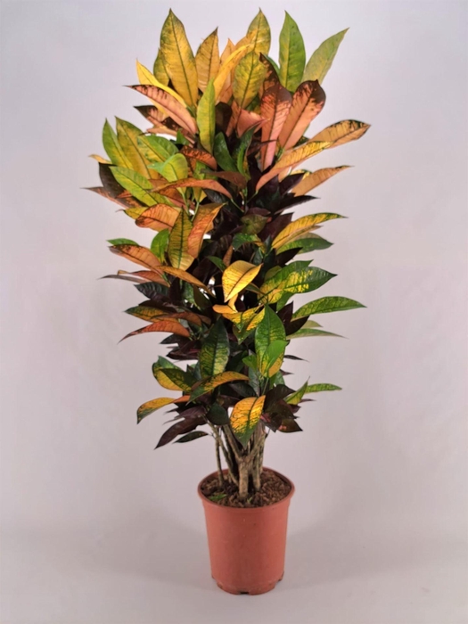 <h4>Codiaeum var. KL 'Mrs Iceton'</h4>