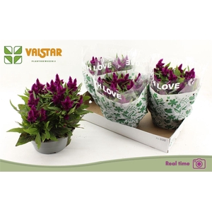 Celosia argentea Intenz