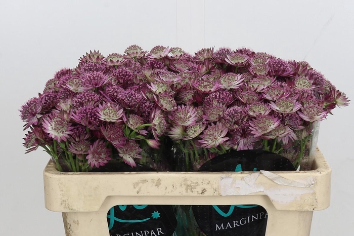 <h4>Astrantia Roma</h4>