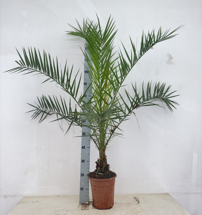 PHOENIX CANARIENSIS