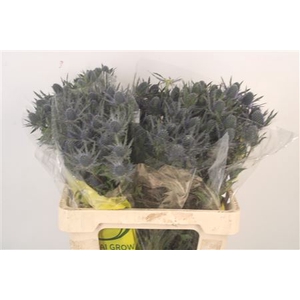 Eryngium Mag Blue Lagoon