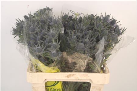 <h4>Eryngium Mag Blue Lagoon</h4>