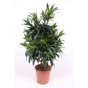 Dracaena