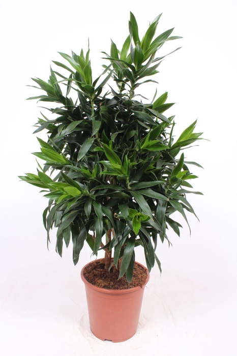 <h4>Dracaena</h4>