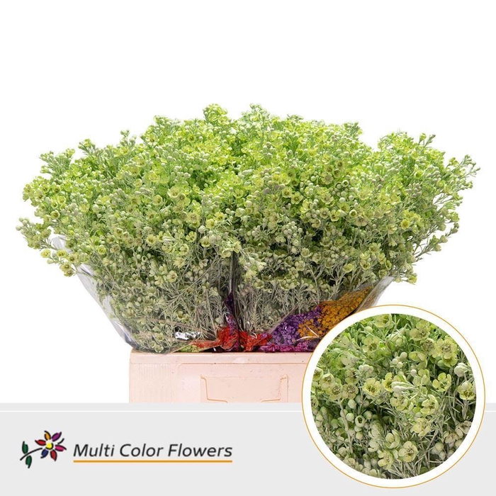 <h4>Chamelaucium DYED Green Mint</h4>