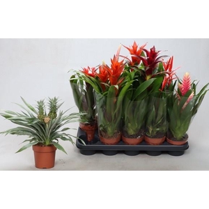 BROMELIA GEM