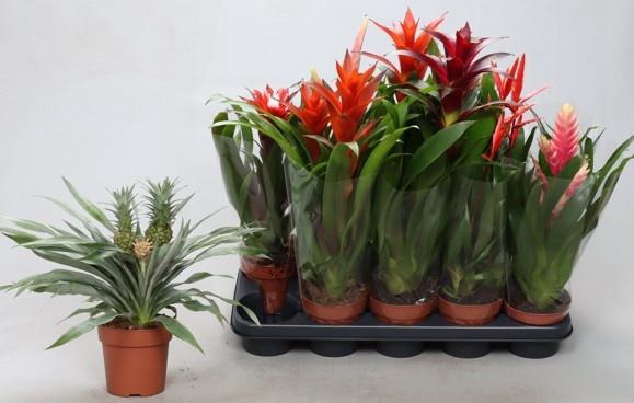 <h4>BROMELIA GEM</h4>