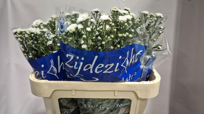 <h4>Aster Cassy</h4>