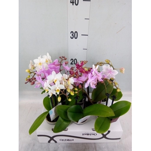 Phalaenopsis   ...mini